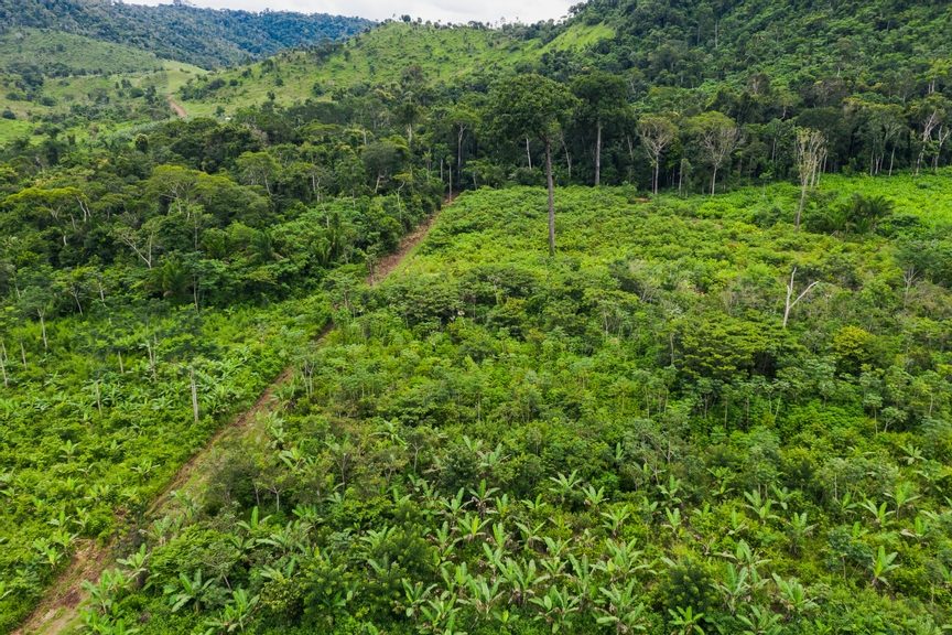 Amazon rainforest race terrain